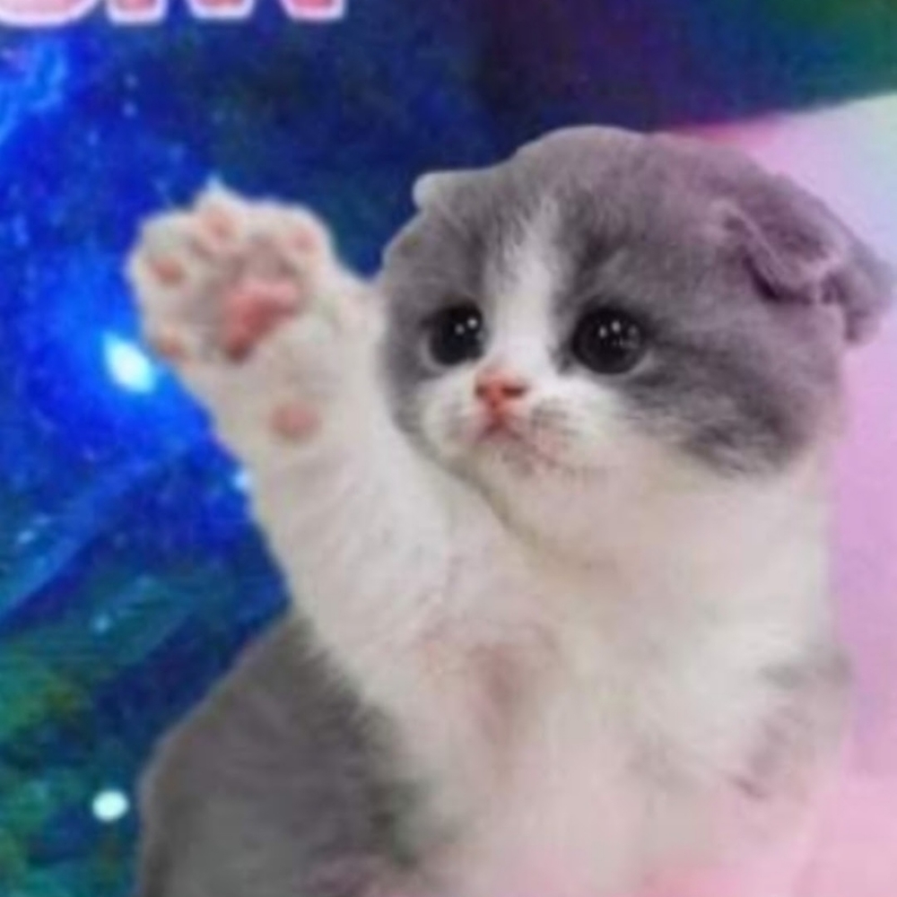 Meet your Posher, Vintage Kitten